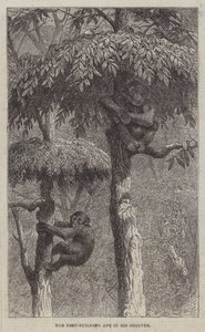Le singe constructeur de nids dans son abri - Joseph Wolf